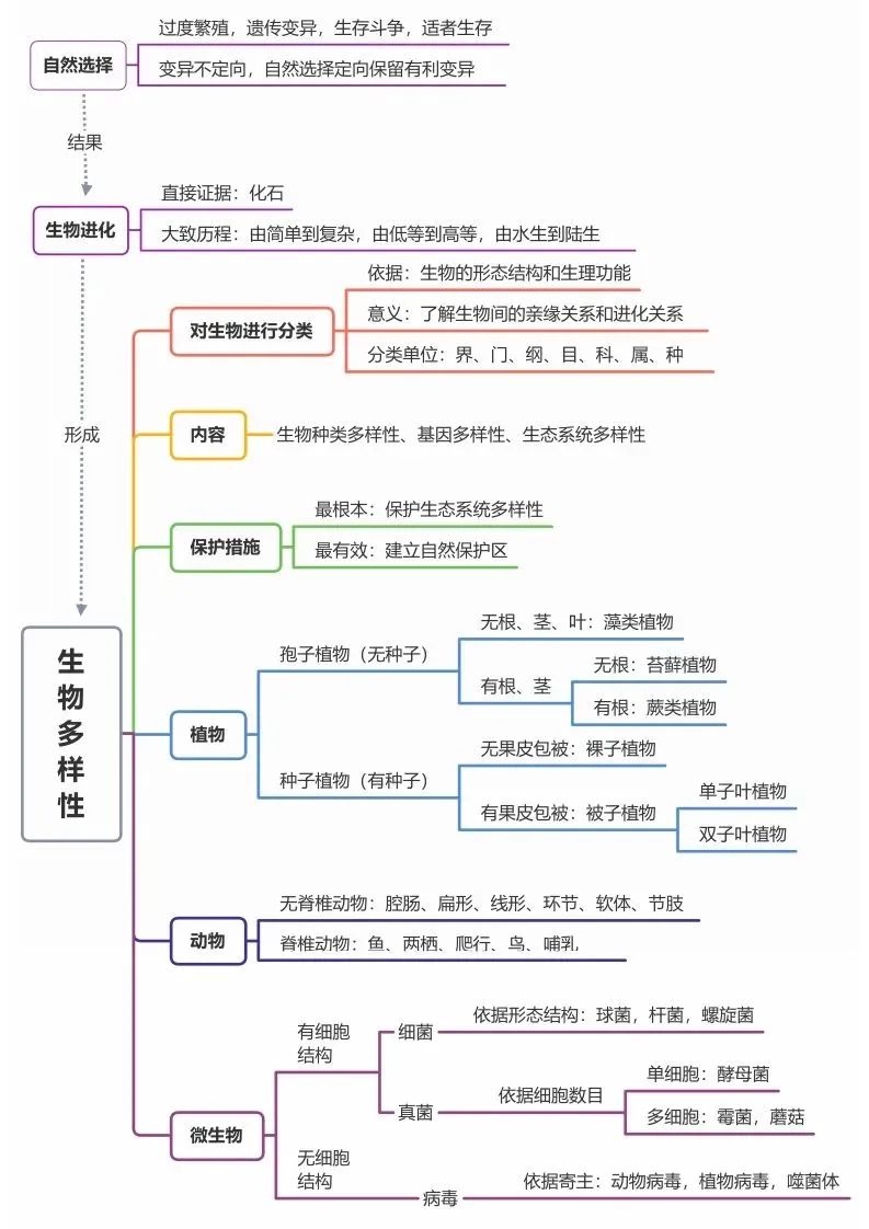 初中生物思维导图-生物多样性