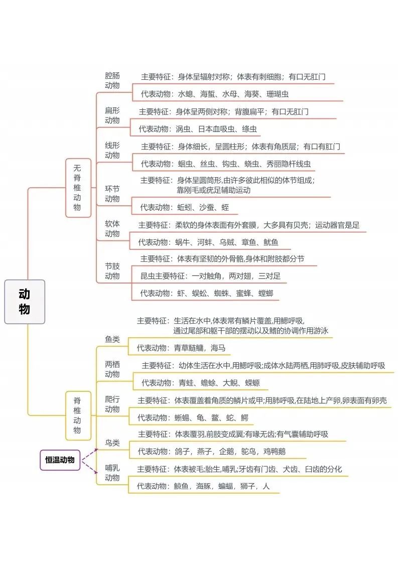初中生物思维导图-动物