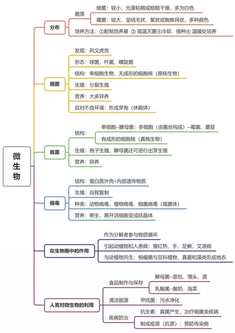 初中生物思维导图-微生物