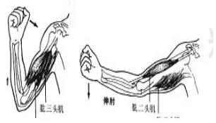人教版初二八年级上册生物期末考试知识点总结（106条）