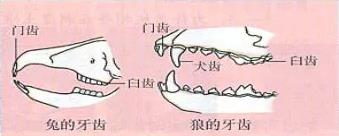 人教版初二八年级上册生物期末考试知识点总结（106条）