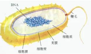 人教版初二八年级上册生物期末考试知识点总结（106条）