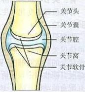 人教版初二八年级上册生物期末考试知识点总结（106条）